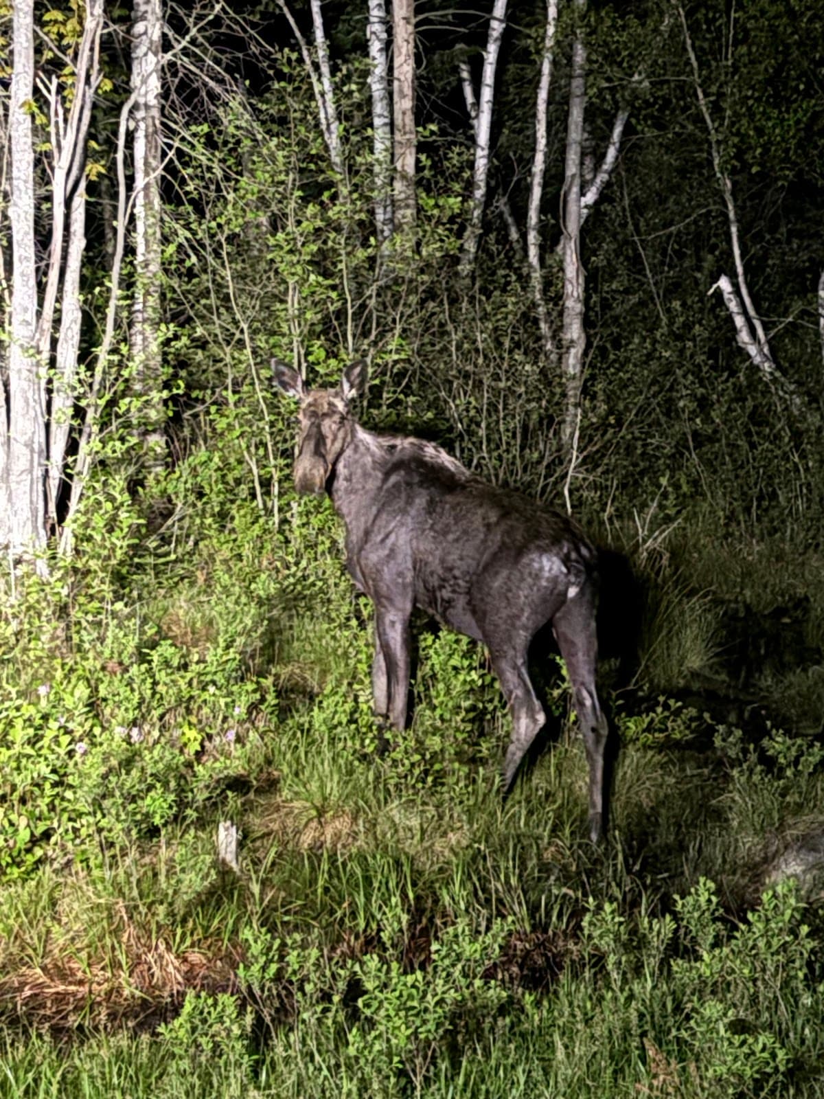 Gorham Moose Tours - Image 1