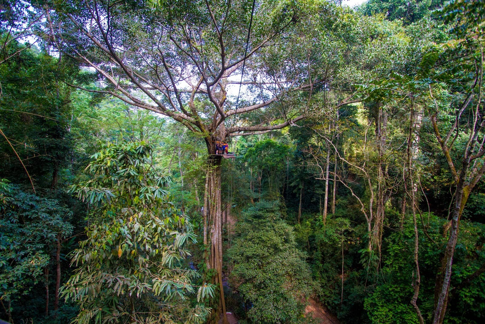 Jungle Luge Adventure