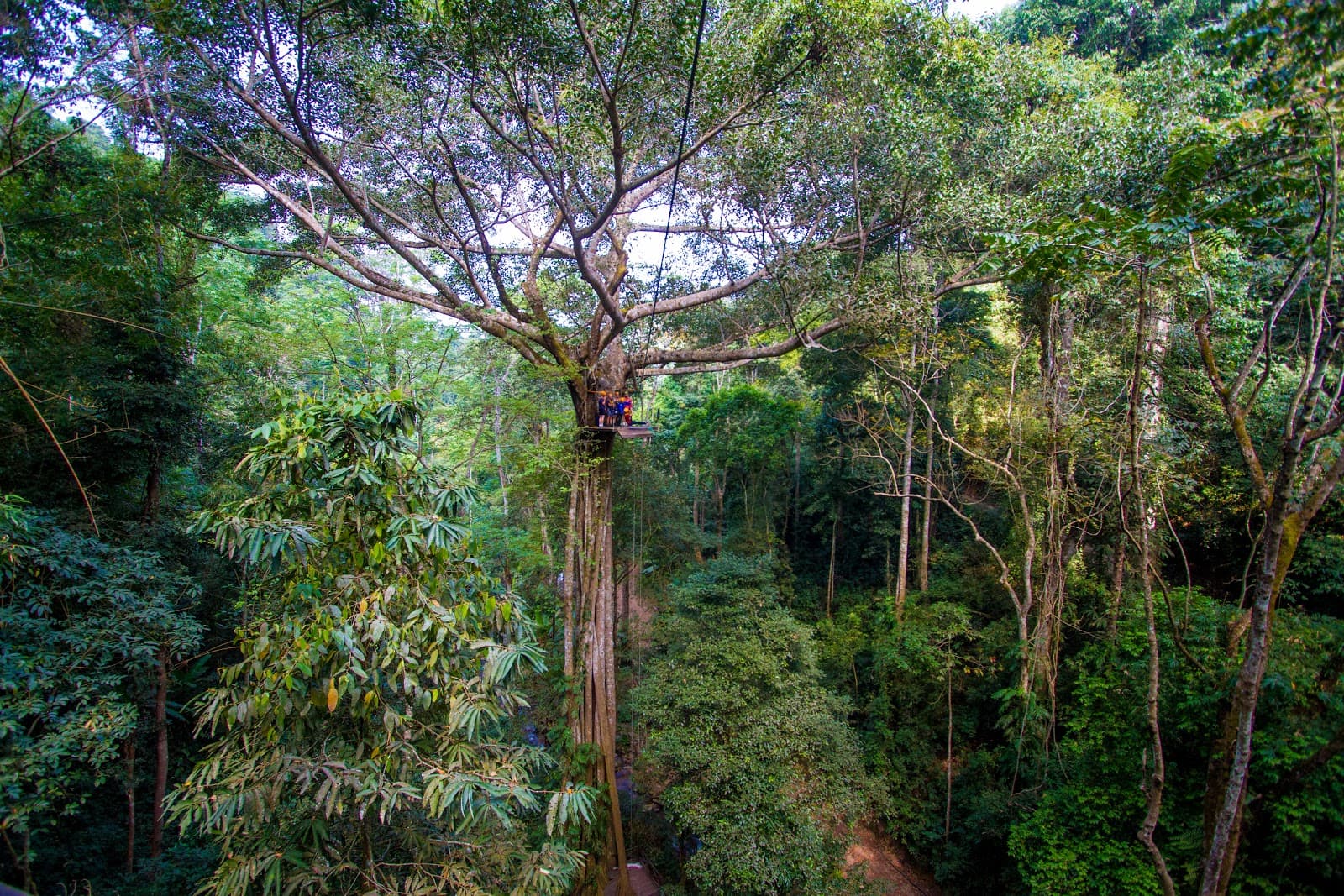Flight of the Gibbon Chiang Mai - Image 1