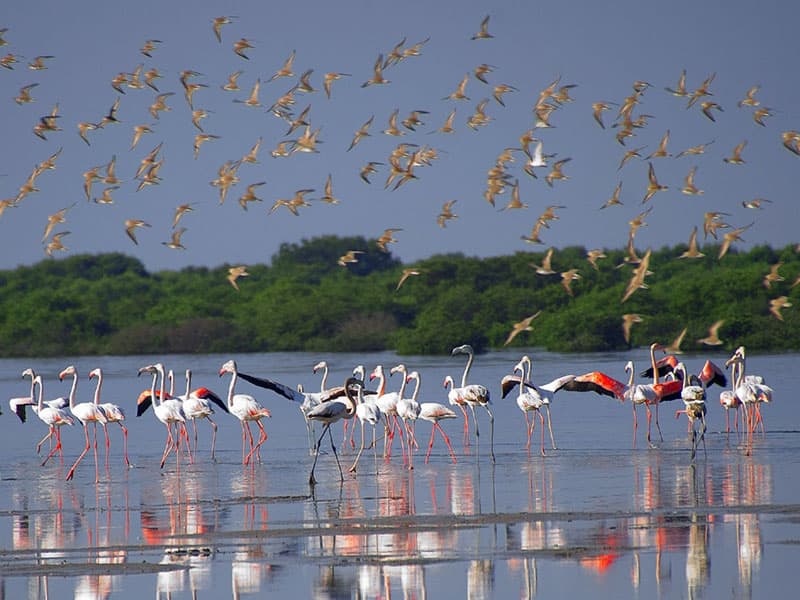 Al Zorah Nature Reserve (Mangroves) - Image 1