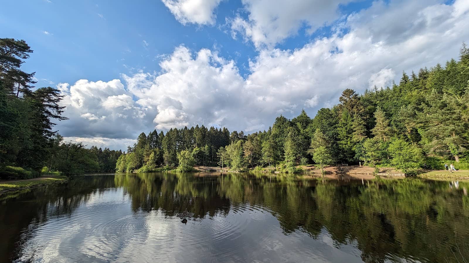 Dog-Friendly Amenities