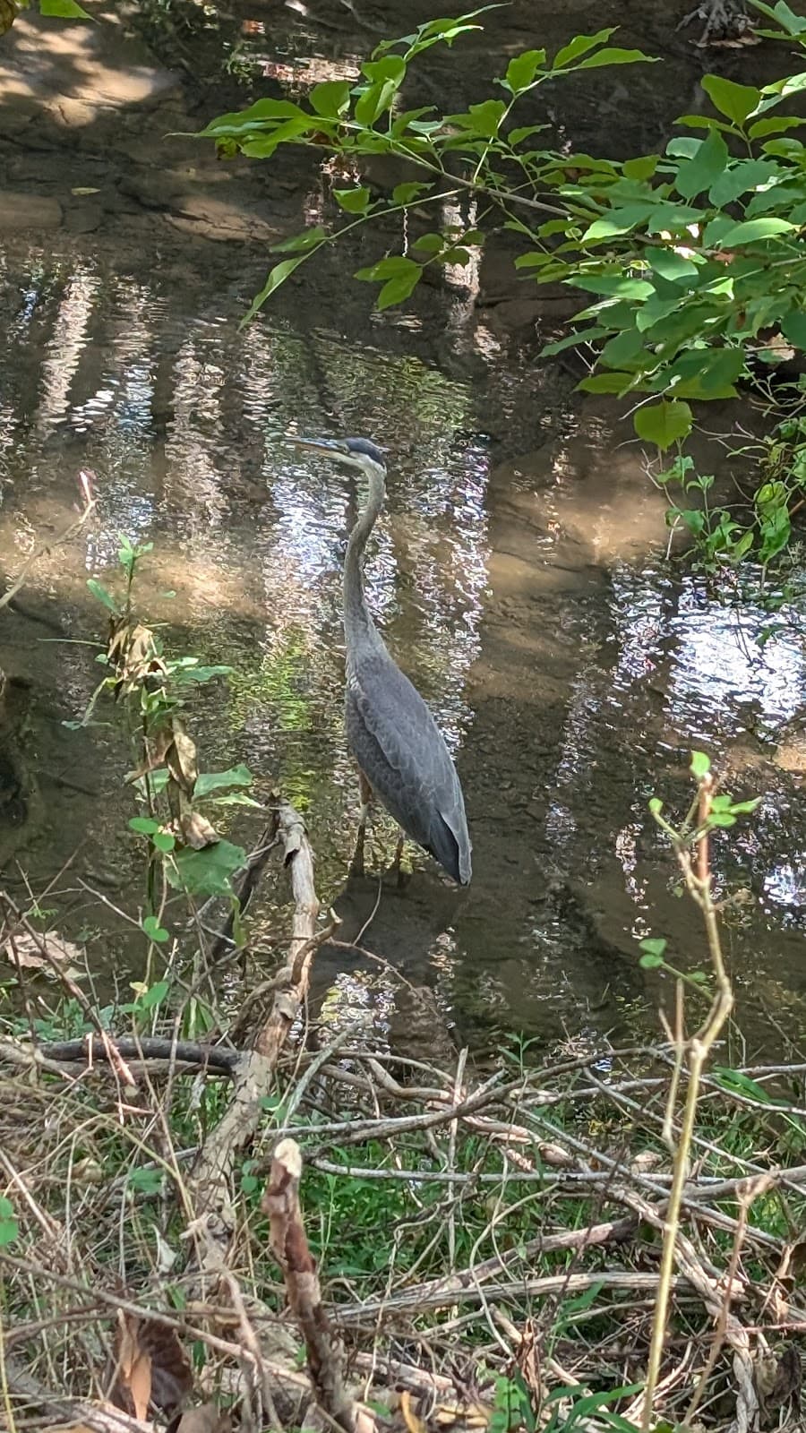 Woods Creek Trail - Image 1