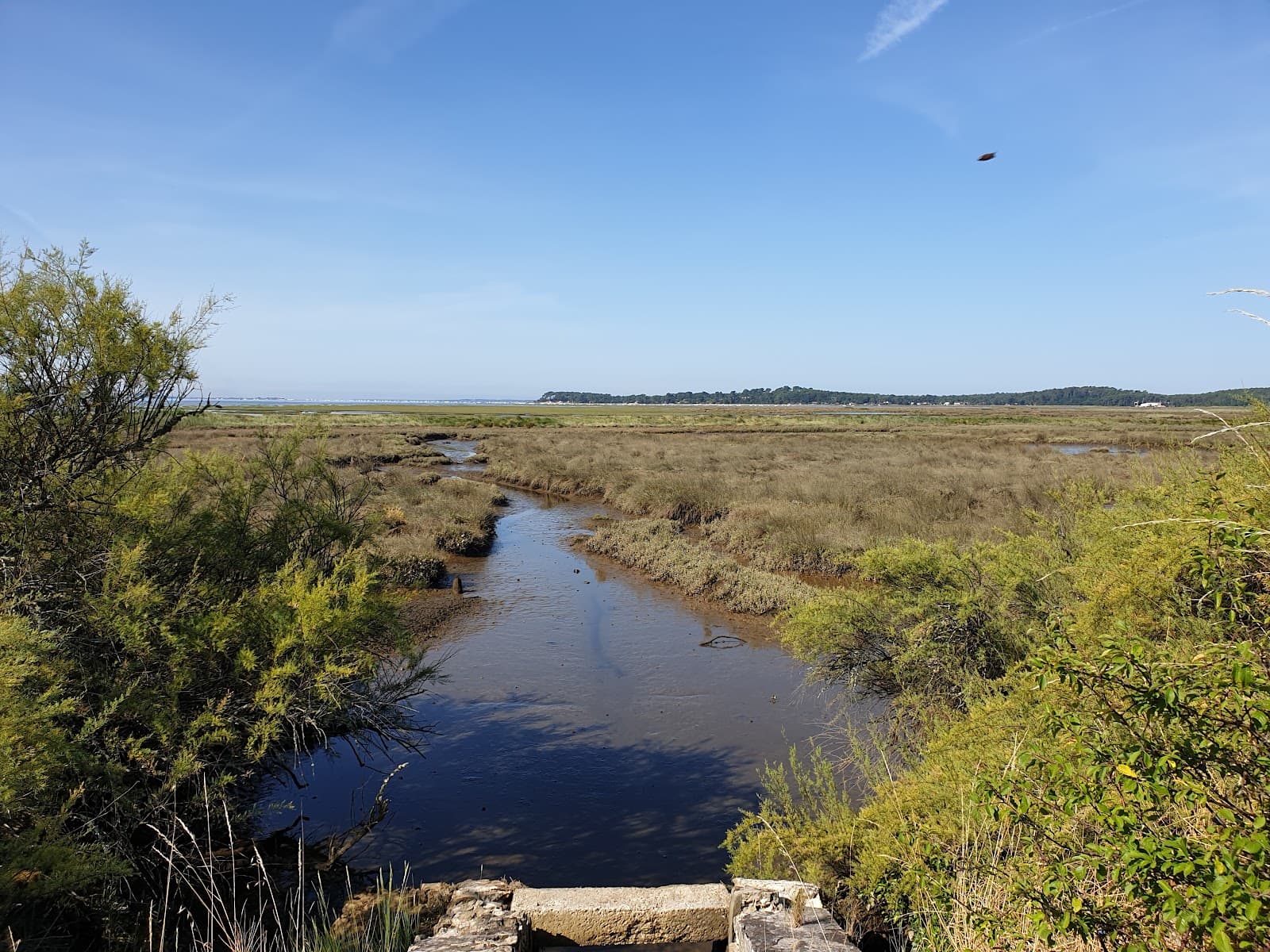 Arès–Lège Salt Meadows Reserve - Image 1