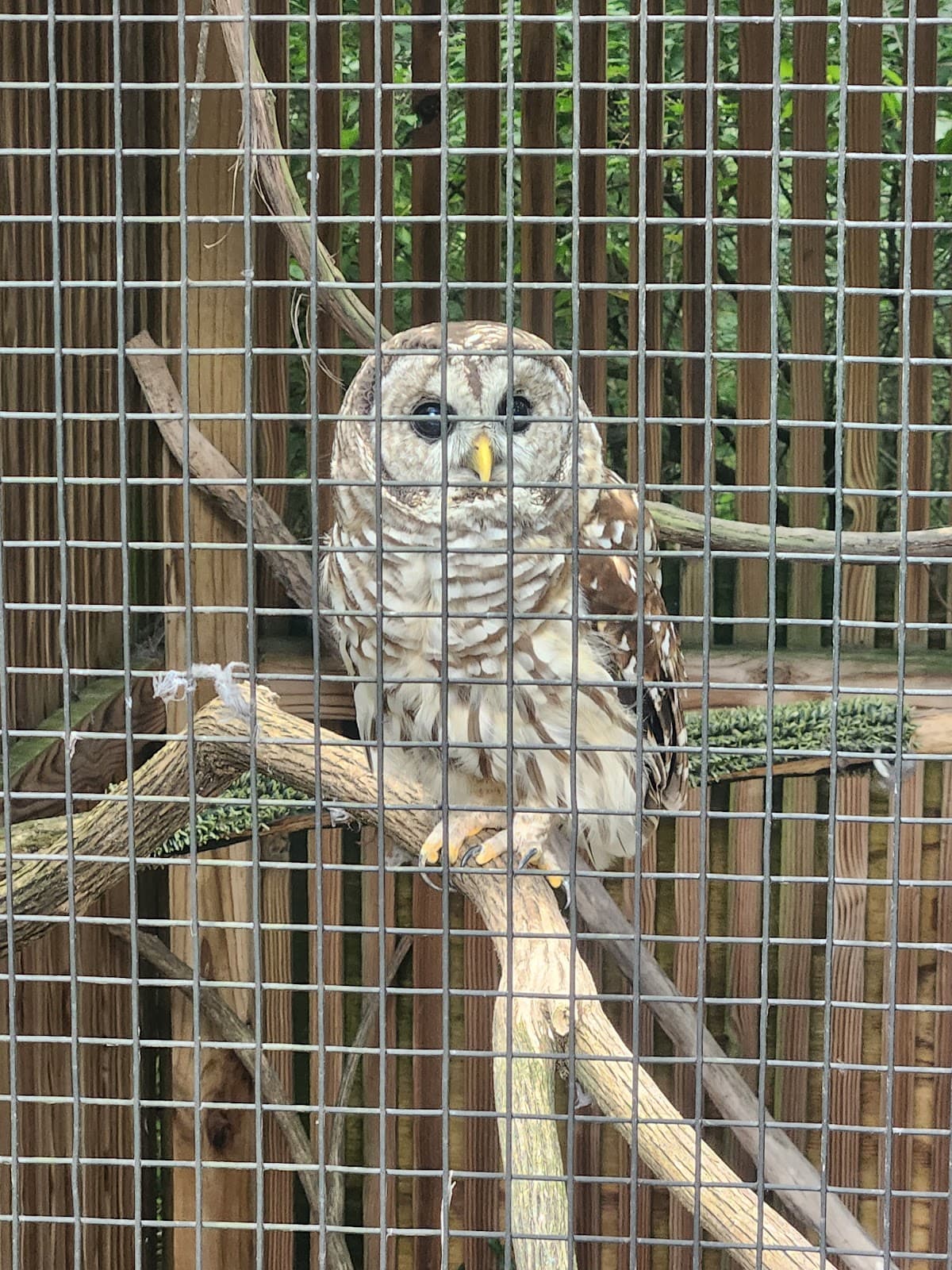 Glen Helen Raptor Center - Image 1