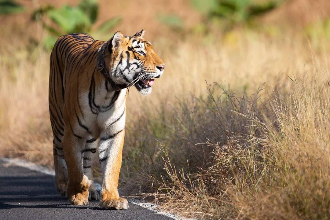 Tadoba Andhari Tiger Reserve - Image 1