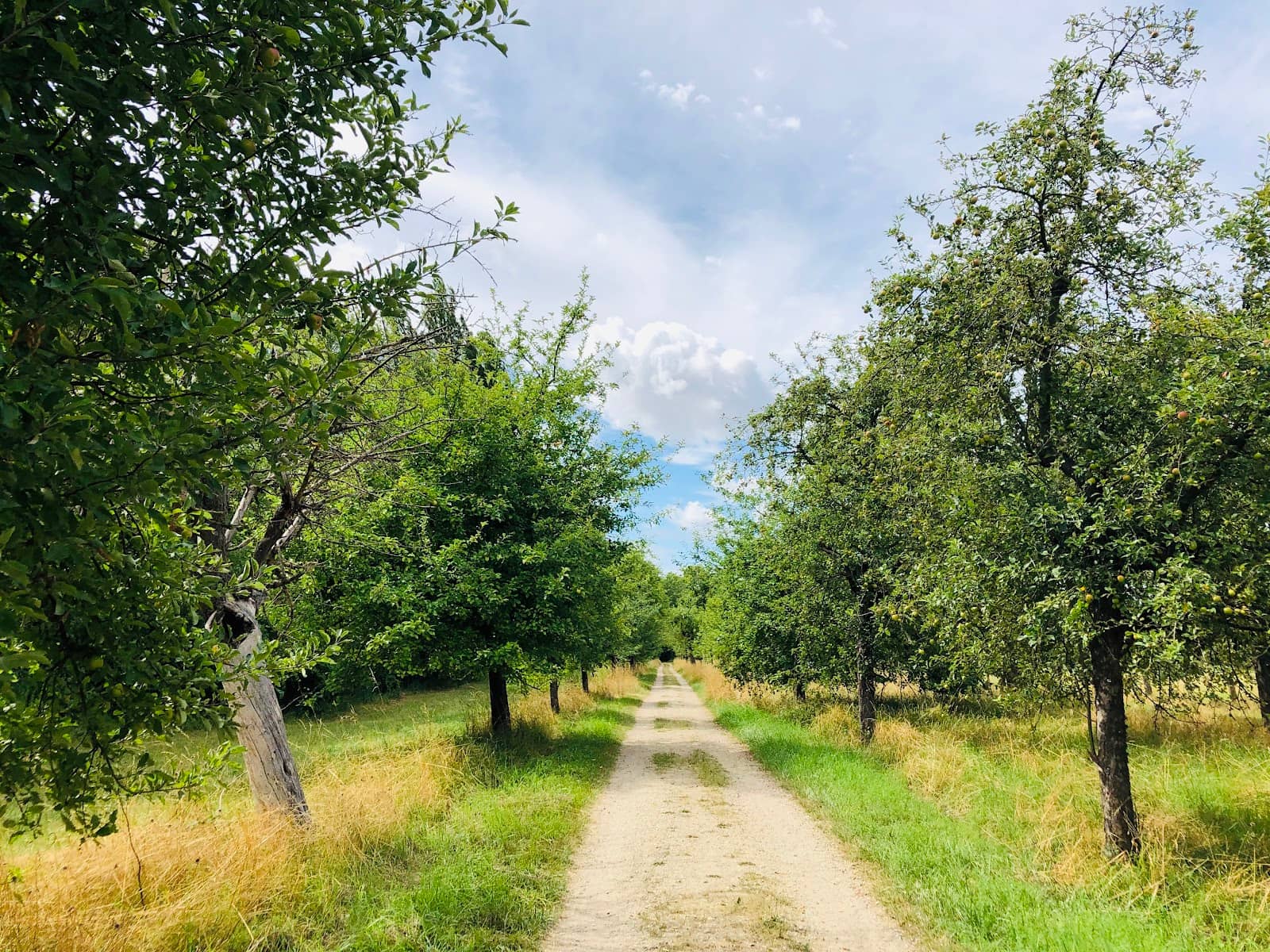 Seasonal Fruit Trees