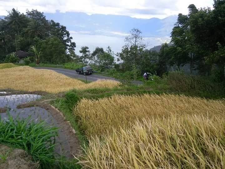 Terraced Rice Fields