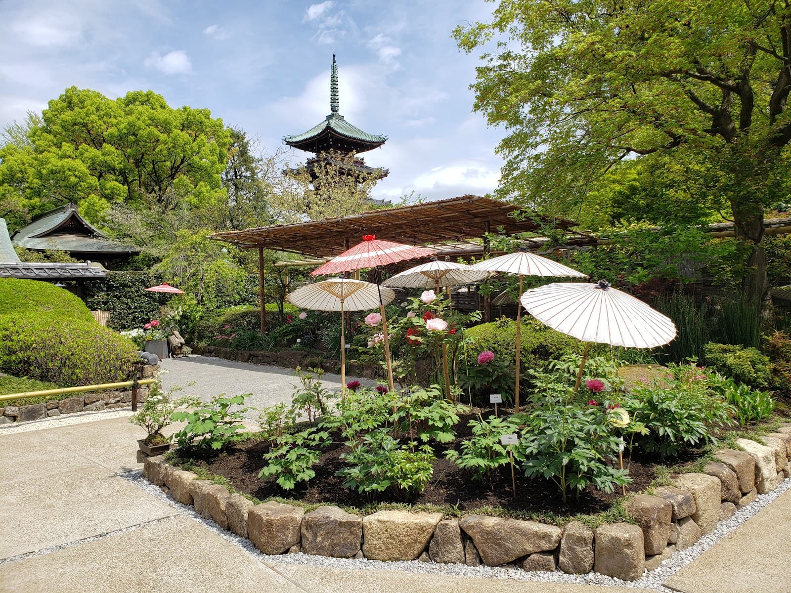 Ueno Toshogu Peony Garden - Image 1