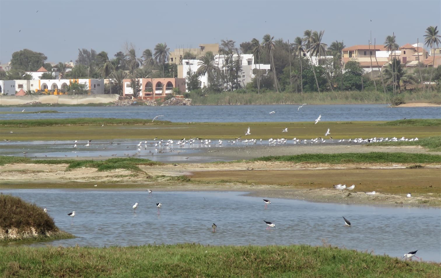 Technopole Birding Lagoon - Image 1