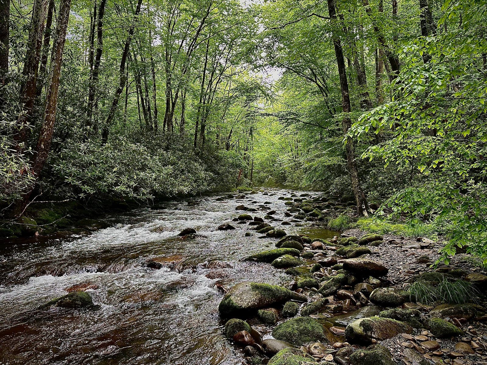 Bradley Fork Trail - Image 1
