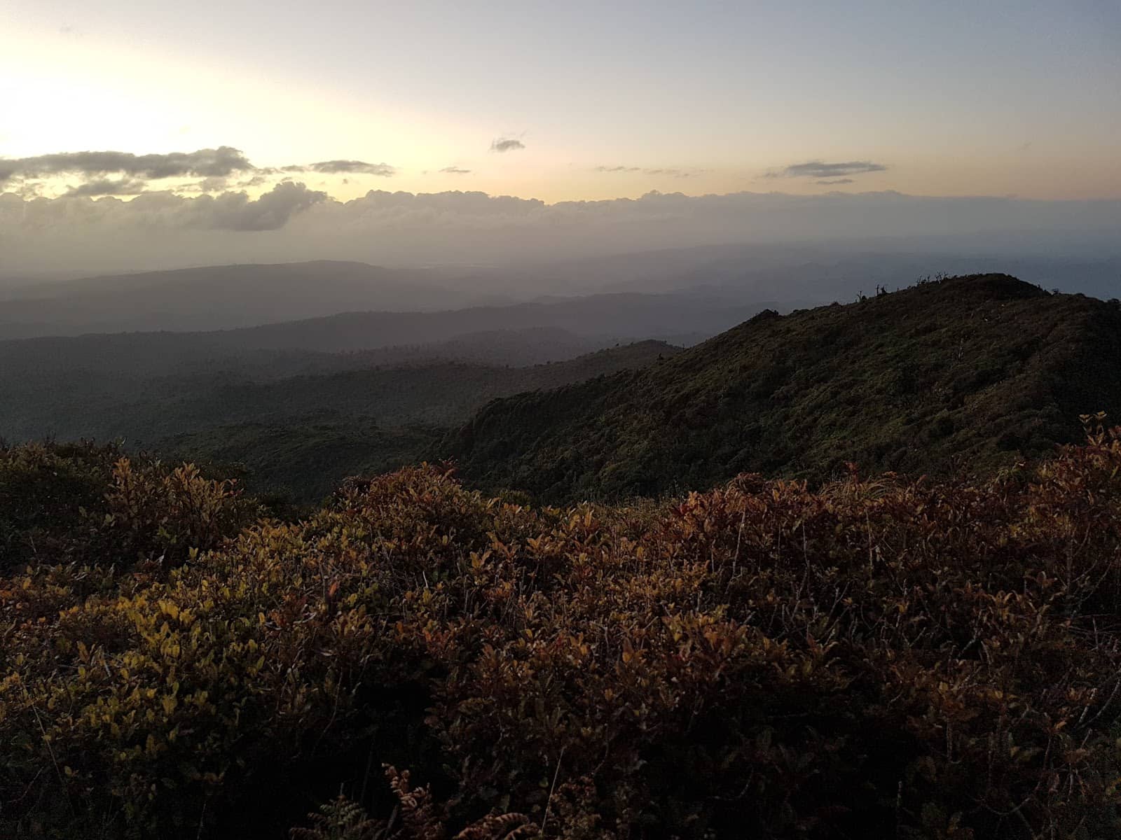 Native Forest Trails