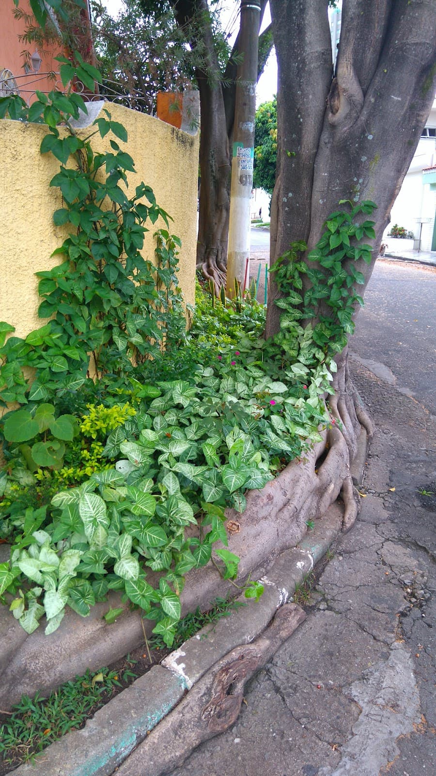 Jardim Maia - Image 1