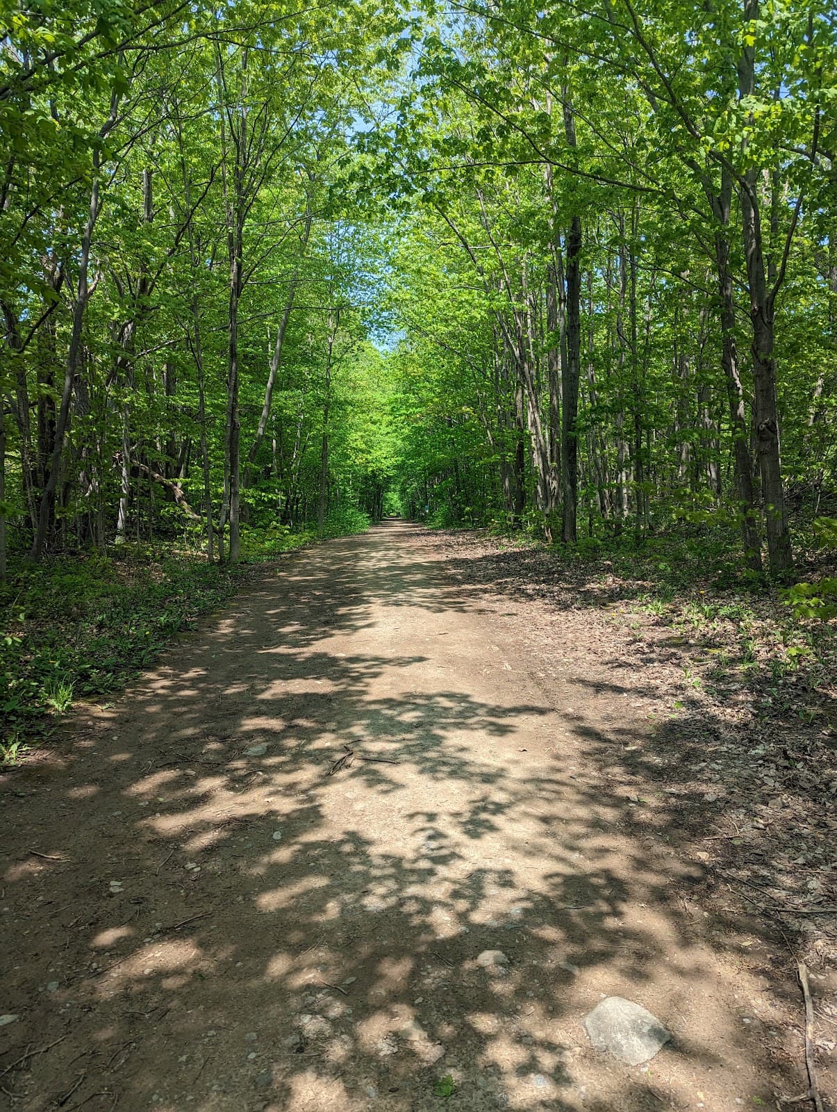 Loree Forest - Image 1