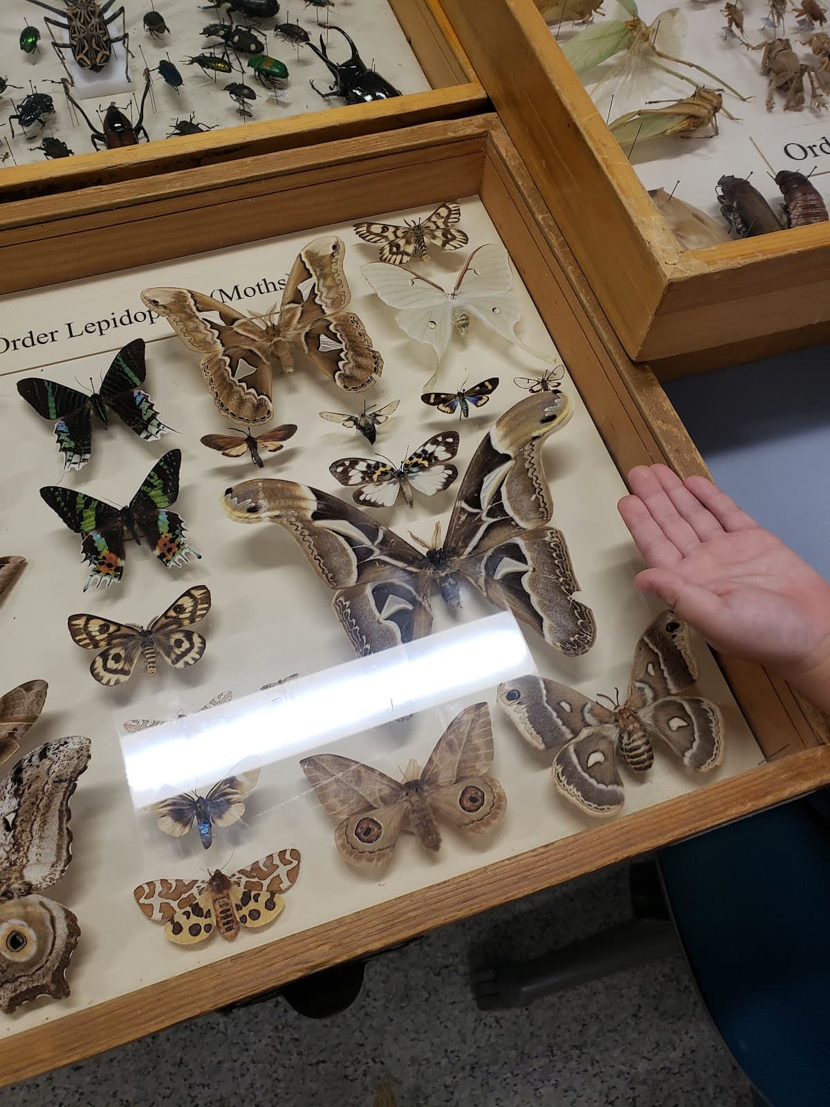 Bohart Museum of Entomology - Image 1
