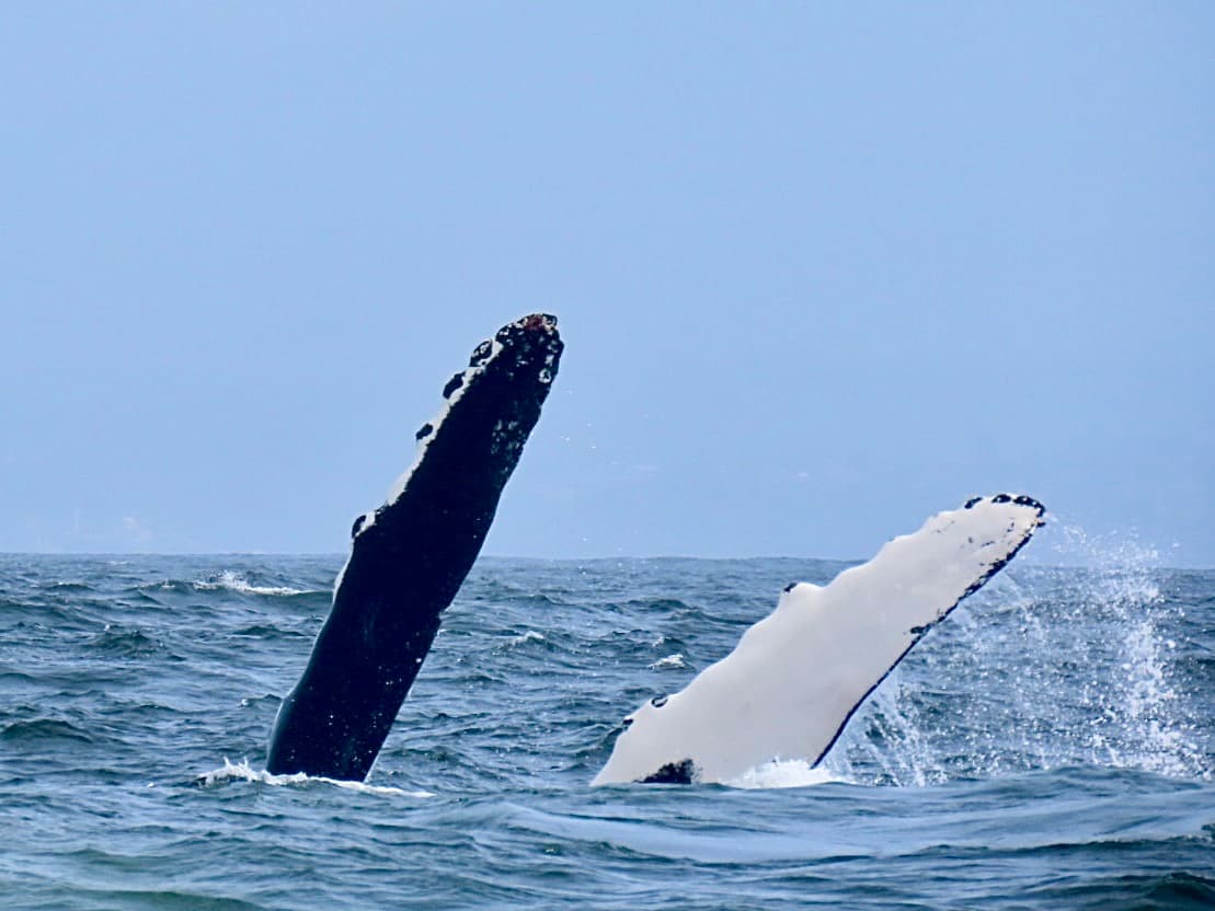 Victoria Whale Watching Victoria BC - Image 1