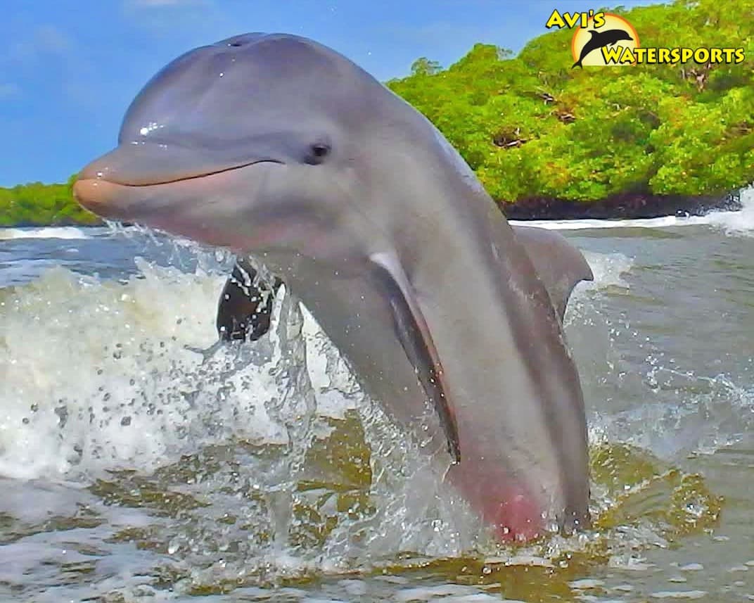 Avi's Dolphin Jetski Tour - Image 1