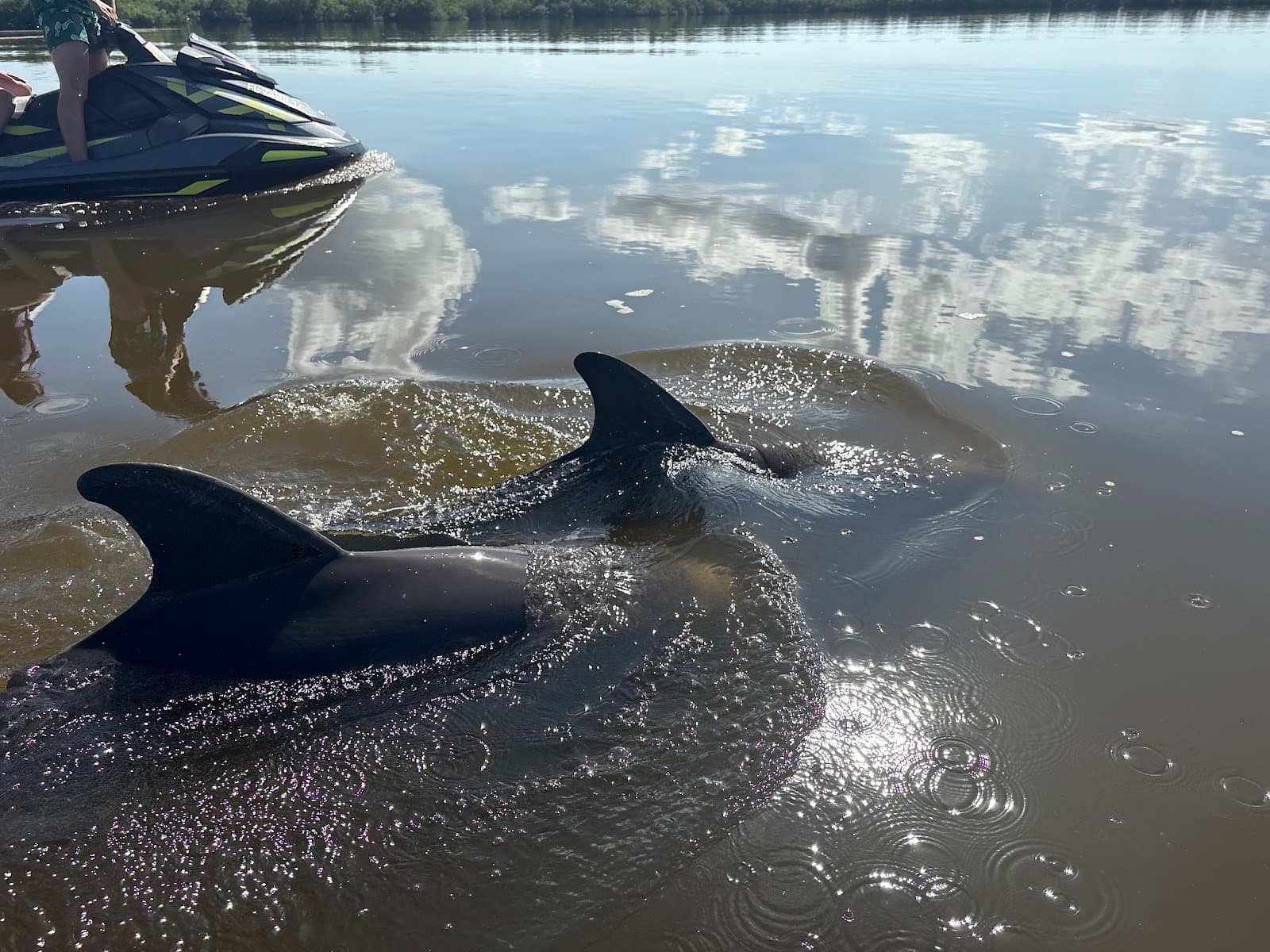 Avi's Dolphin Jet Ski Tour - Image 1