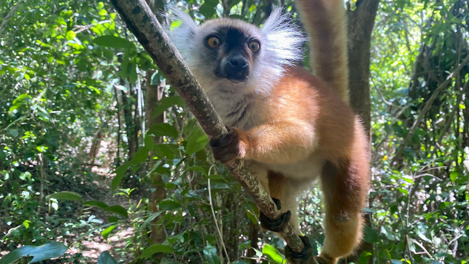 Lokobe Marine Reserve Nosy Be - Image 1