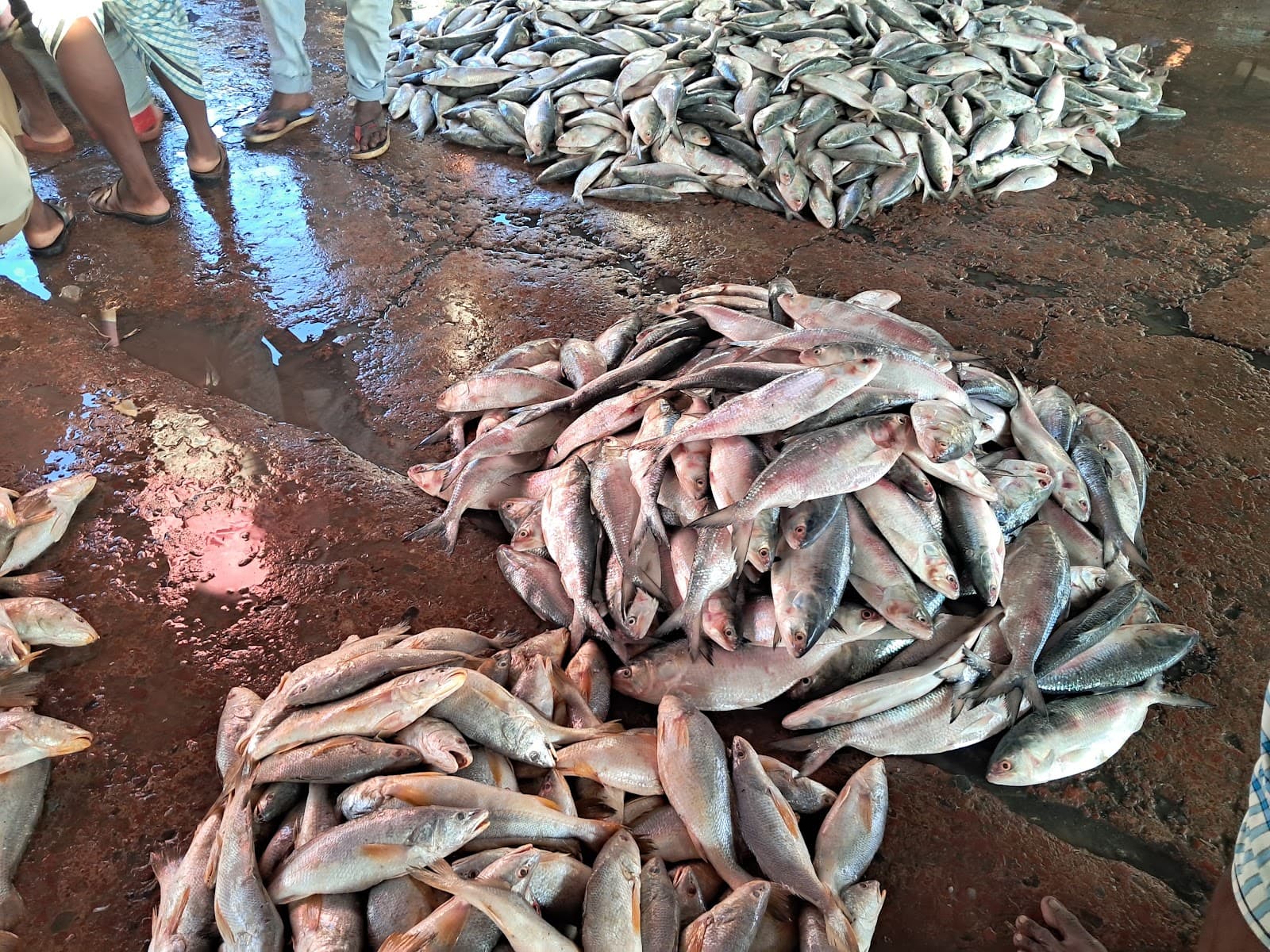 Fishery Ghat & Fish Market - Image 1