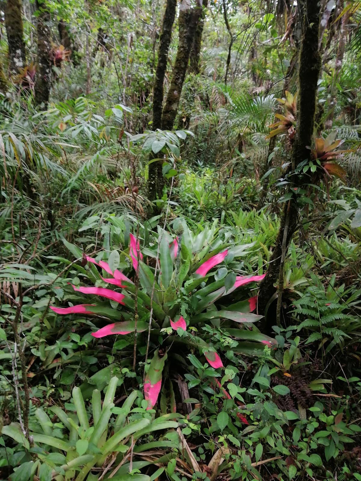 Bromeliad Gardens