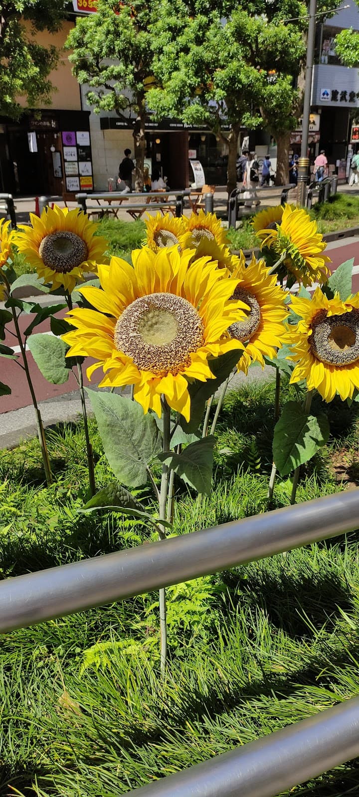 Sunshine Street - Image 1