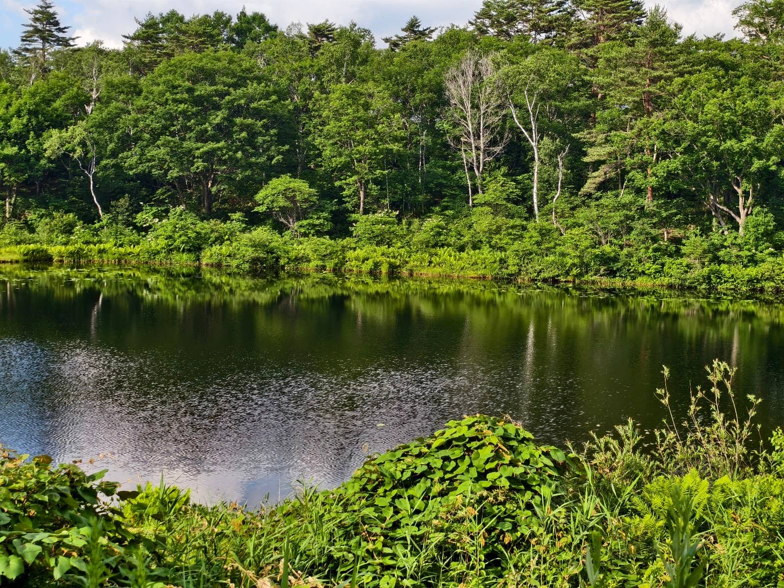 Peaceful Lakeside Stroll