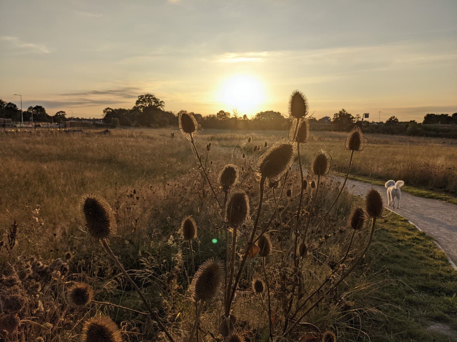 Old Forest Meadows - Image 1