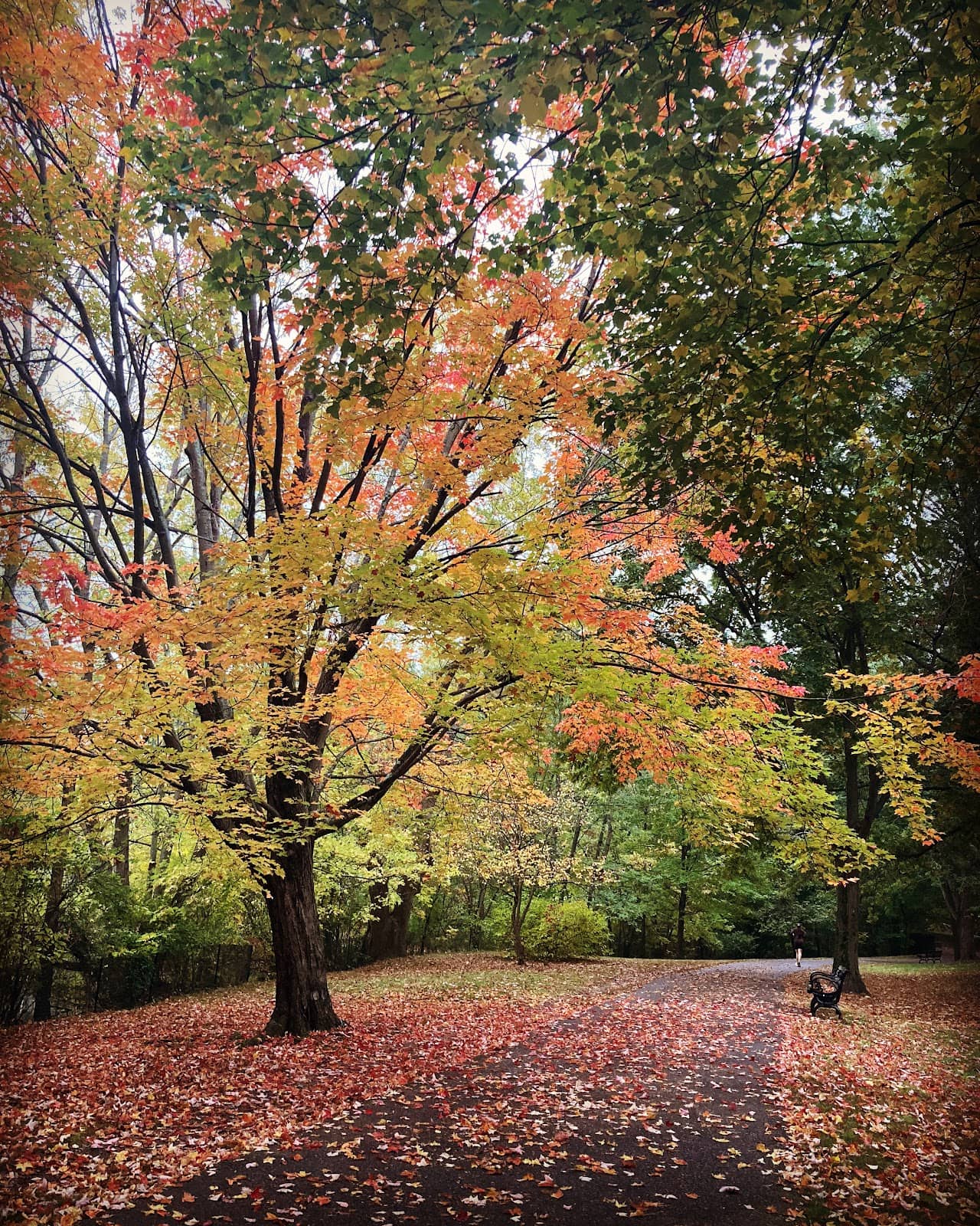 Unpaved Woodland Trails