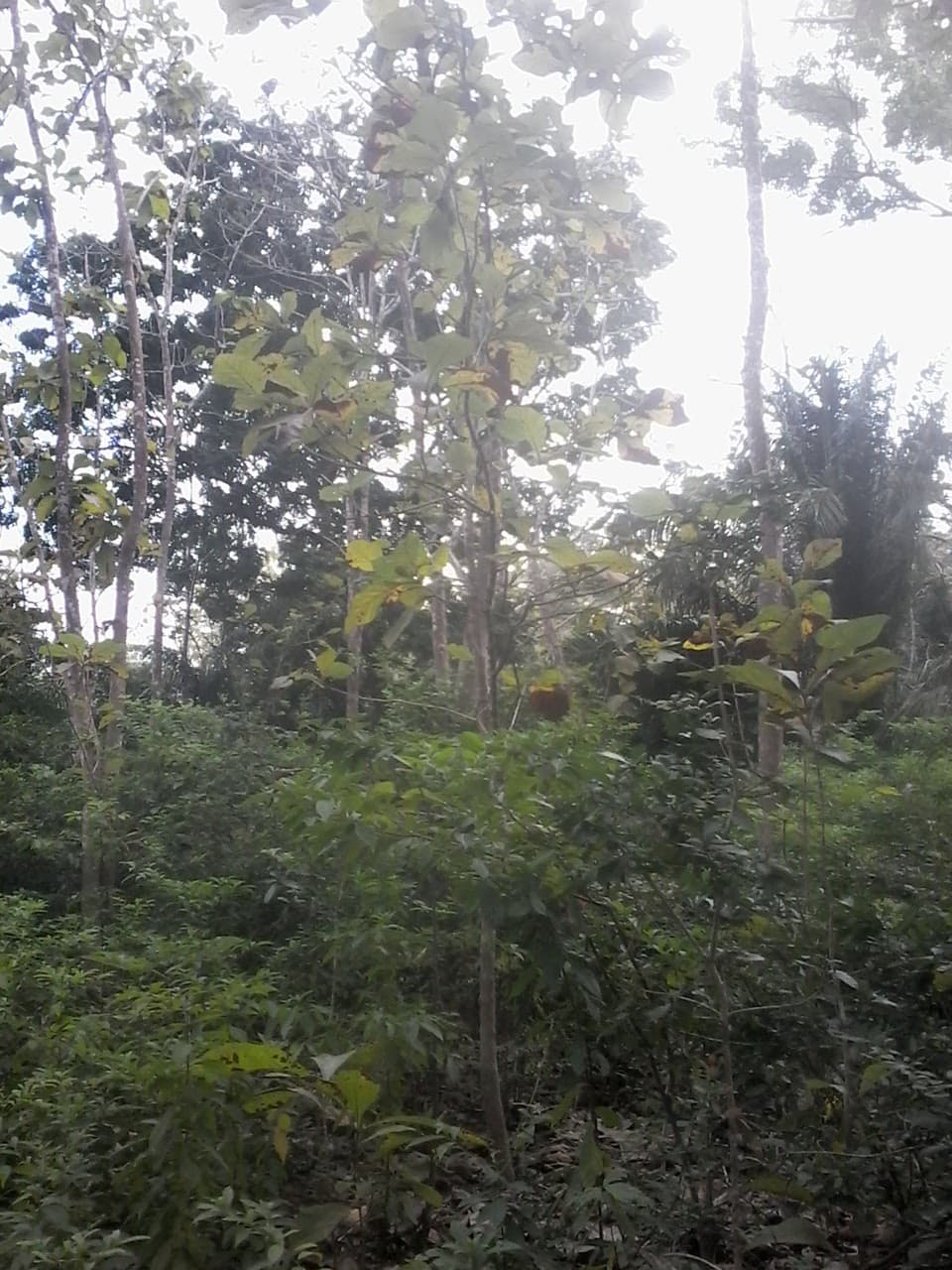 Masingini Forest Reserve - Image 1