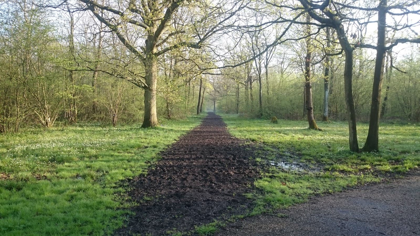 Shenley Wood - Image 1
