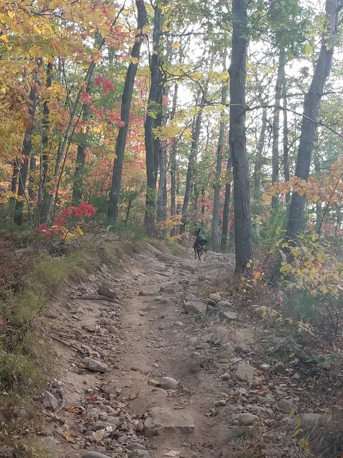 Wrentham State Forest - Image 1