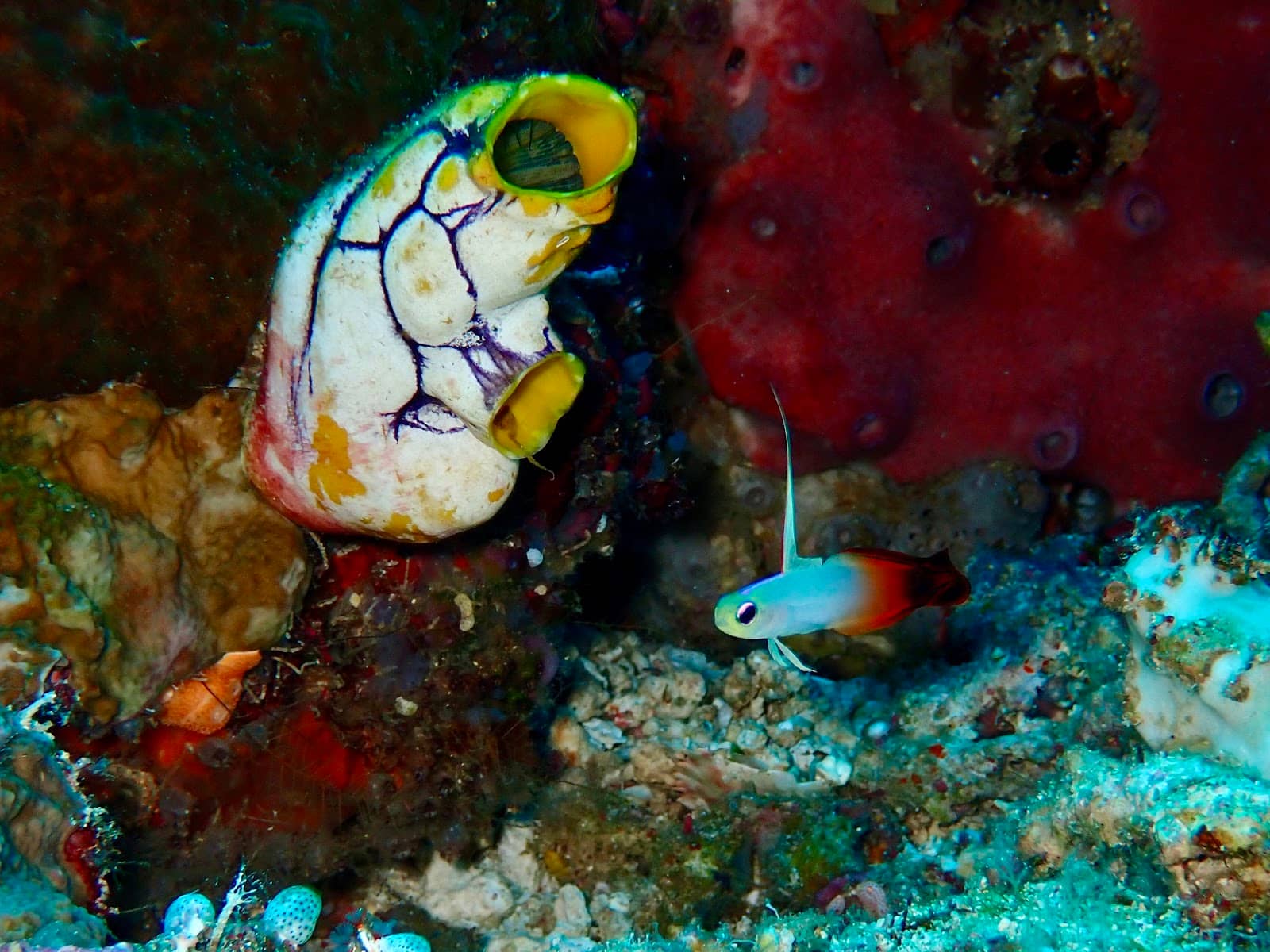 Hanging Cliff Garden