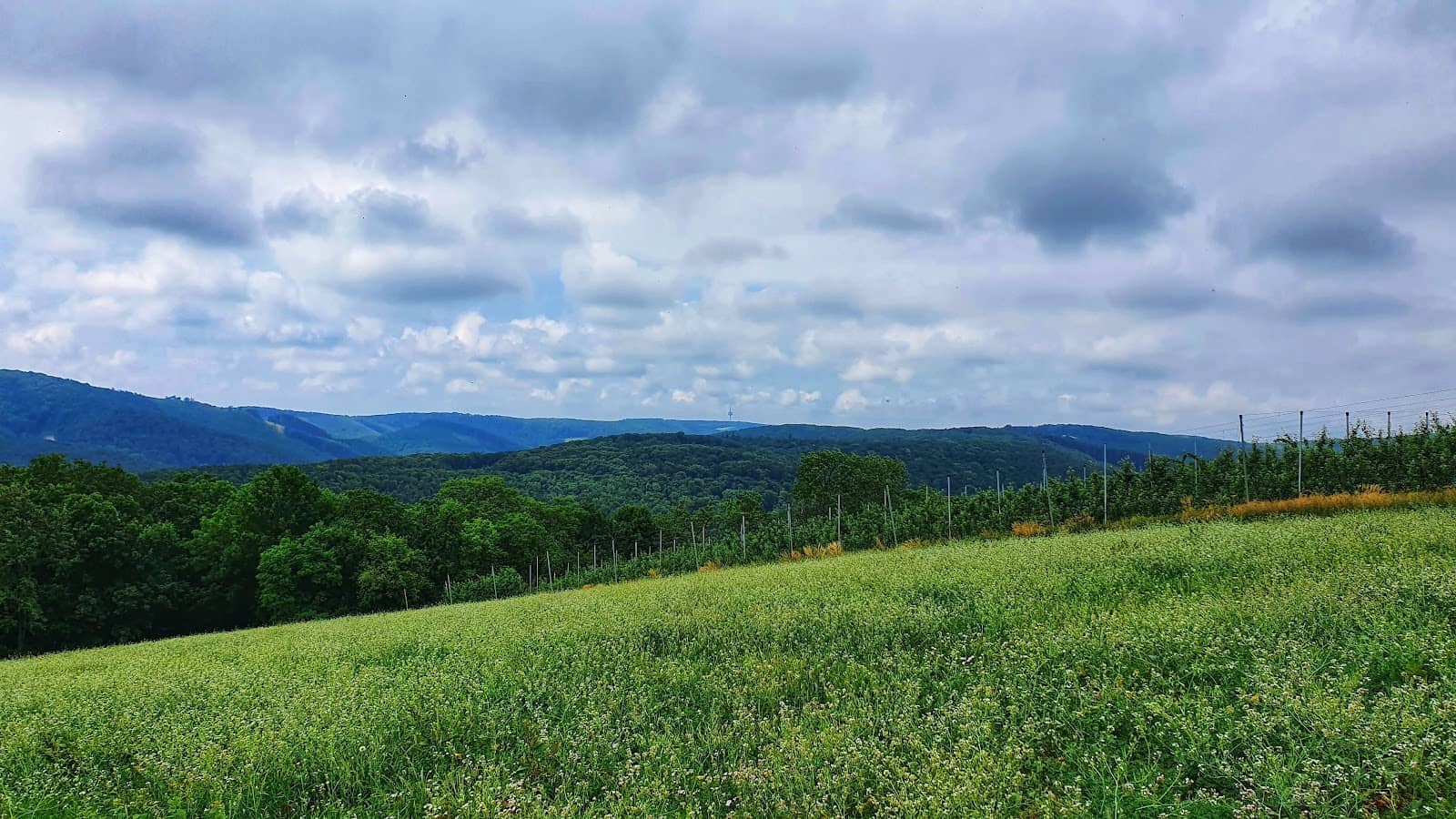 Views from Klosterneuburg