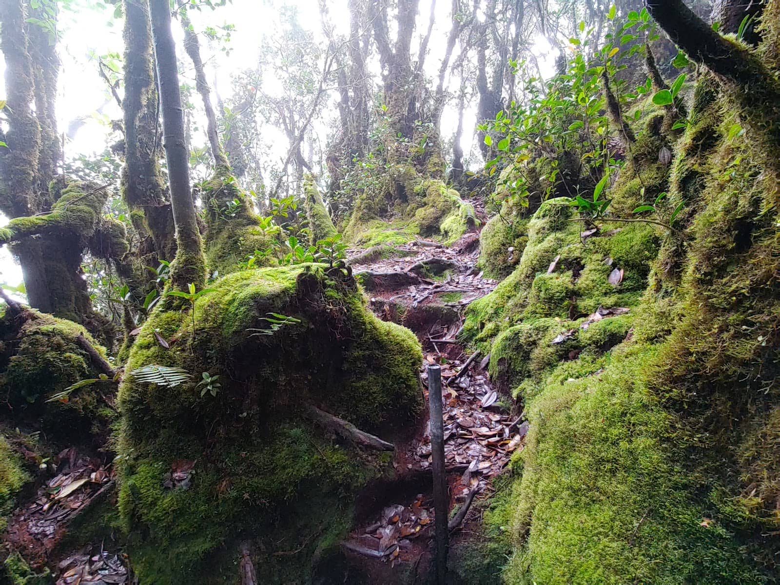 Jungle Trail 1