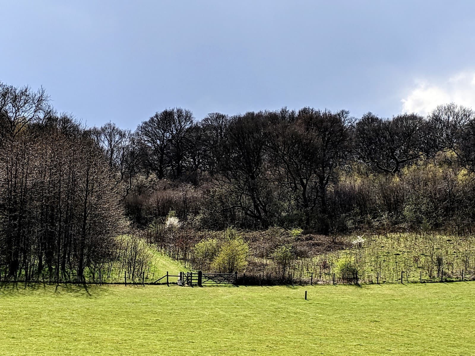 Hucking Estate Woodland Trust - Image 1