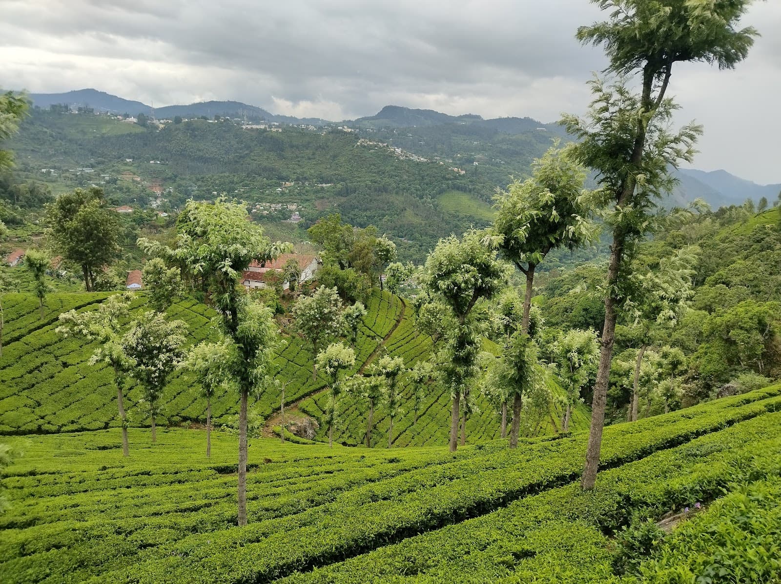 Nonsuch Tea Estate - Image 1