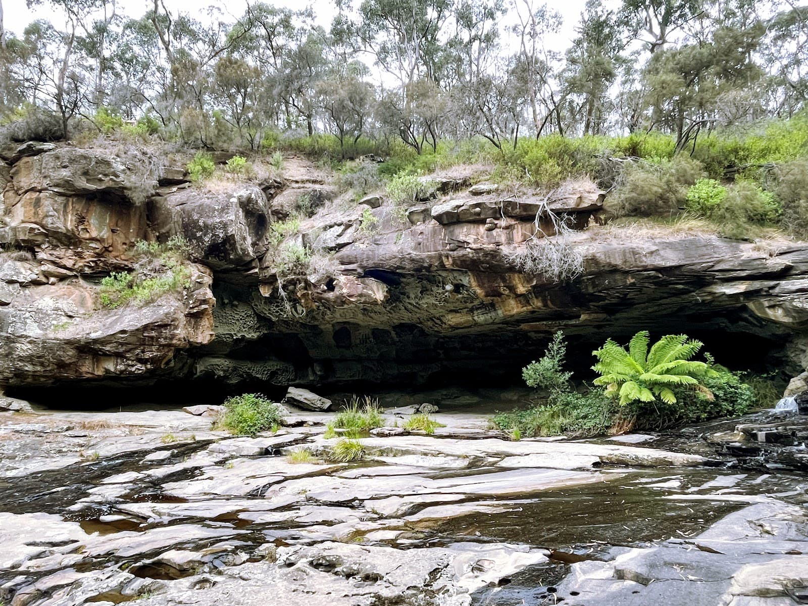 Swallow Cave Sheoak - Image 1