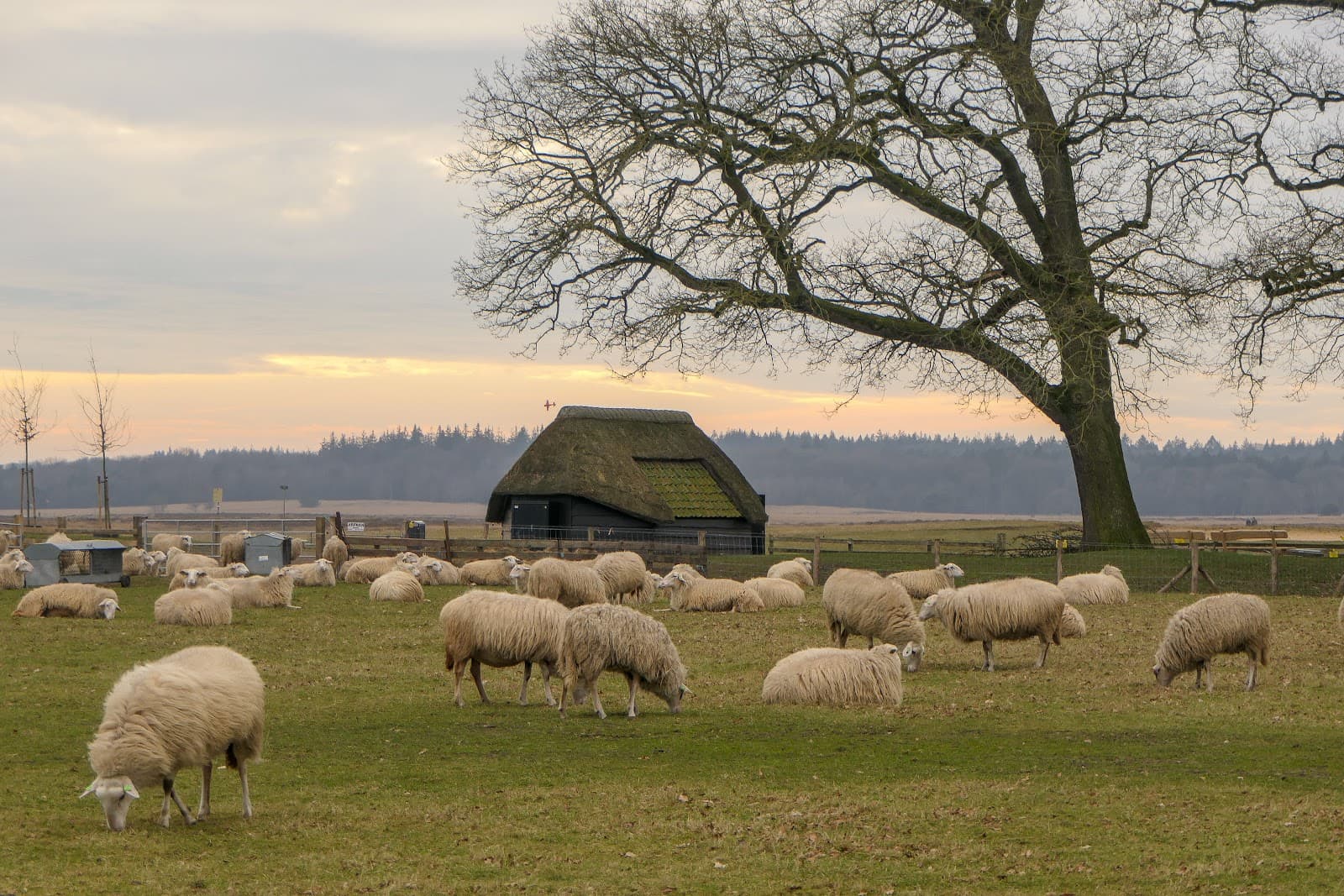 Schaapskooi Ginkelse Heide - Image 1