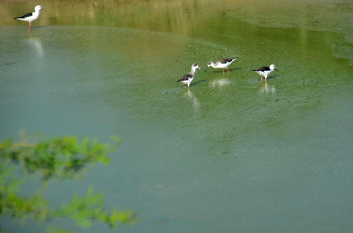 Local Community Contribution