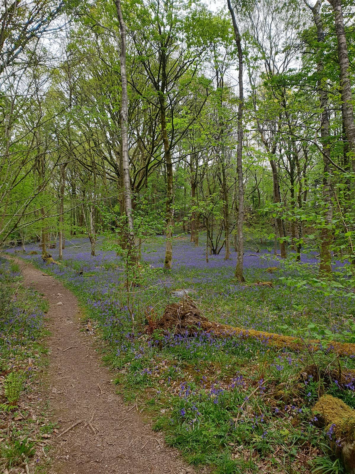 Woodland Trails
