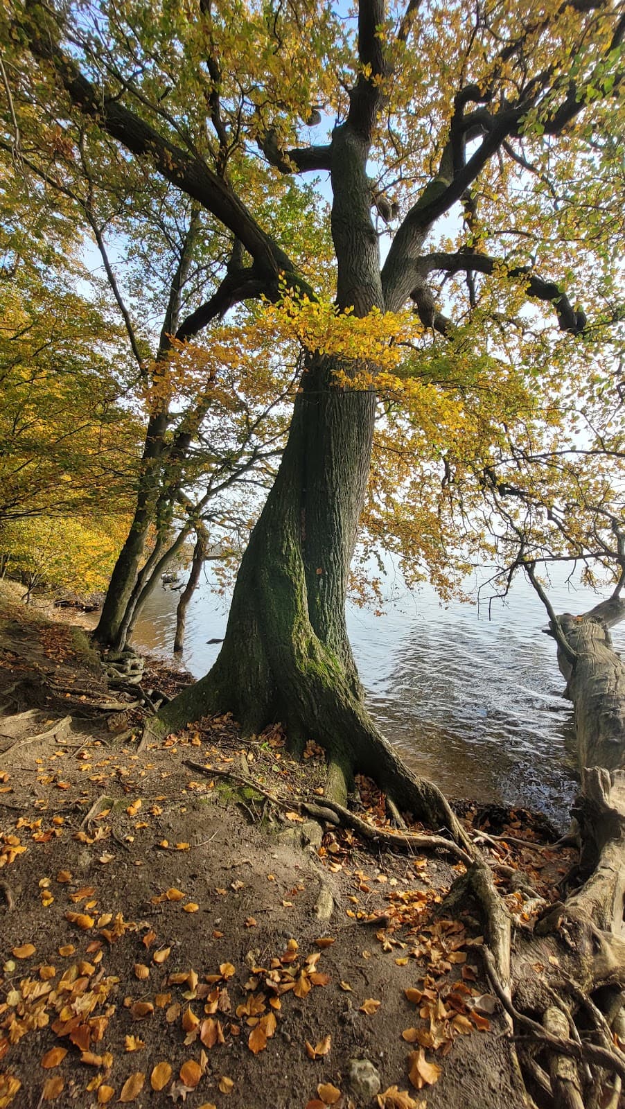 Stensballe Forest - Image 1