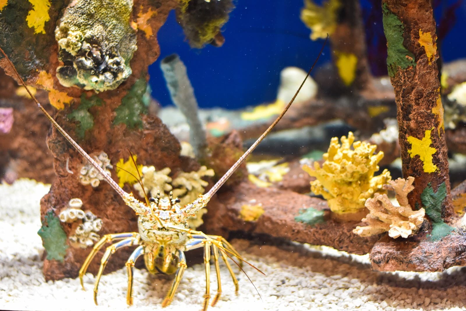 Museum of Coastal Carolina - Image 1