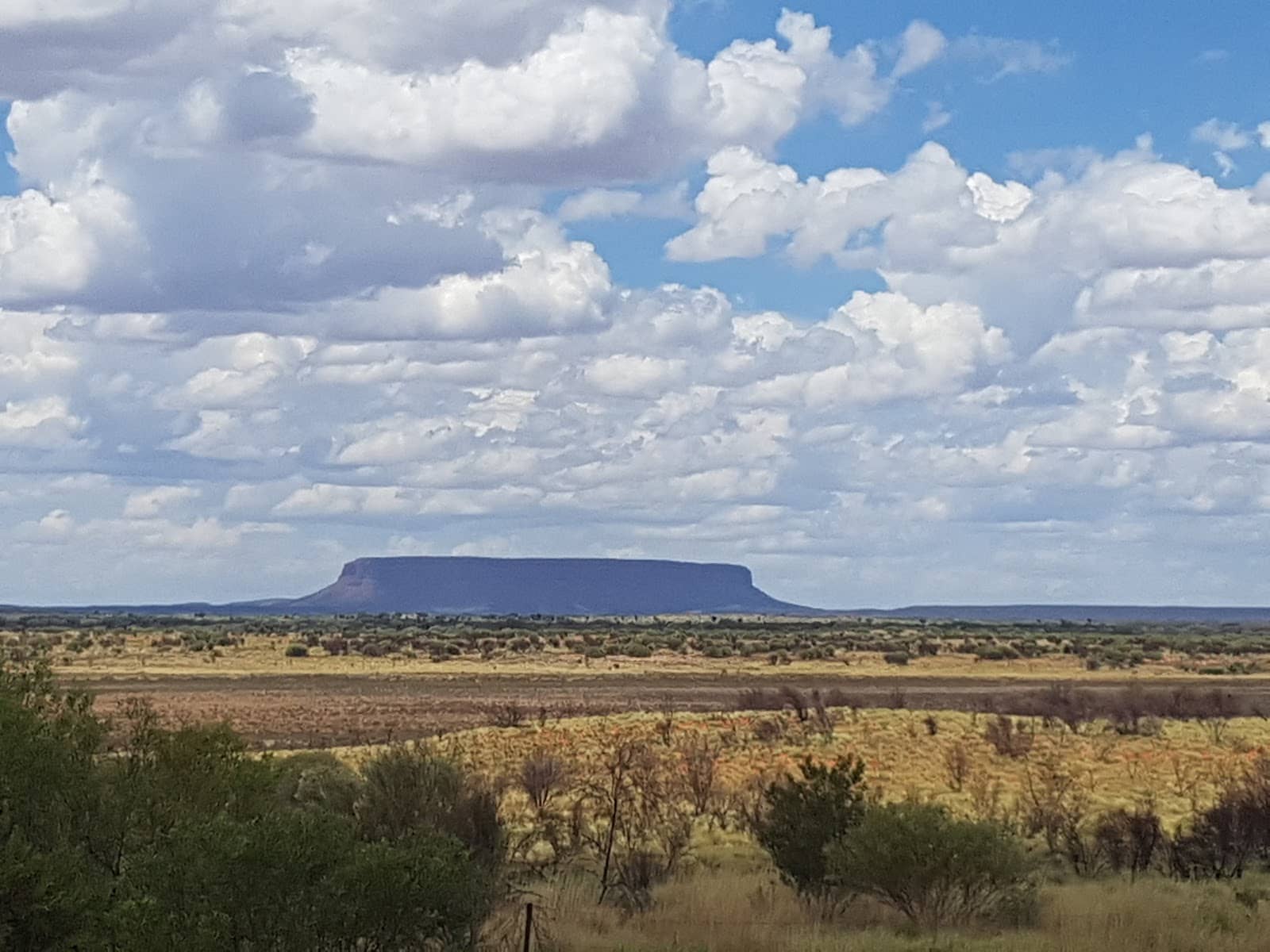 Desert Flora and Fauna