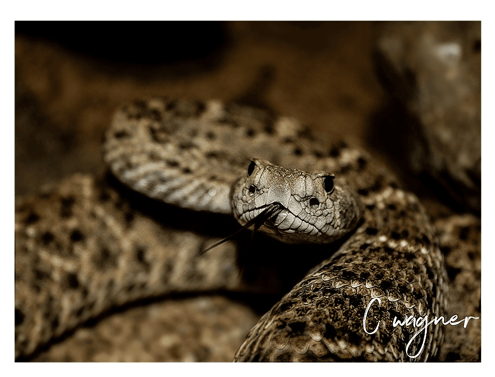 Art Market and Sculptures