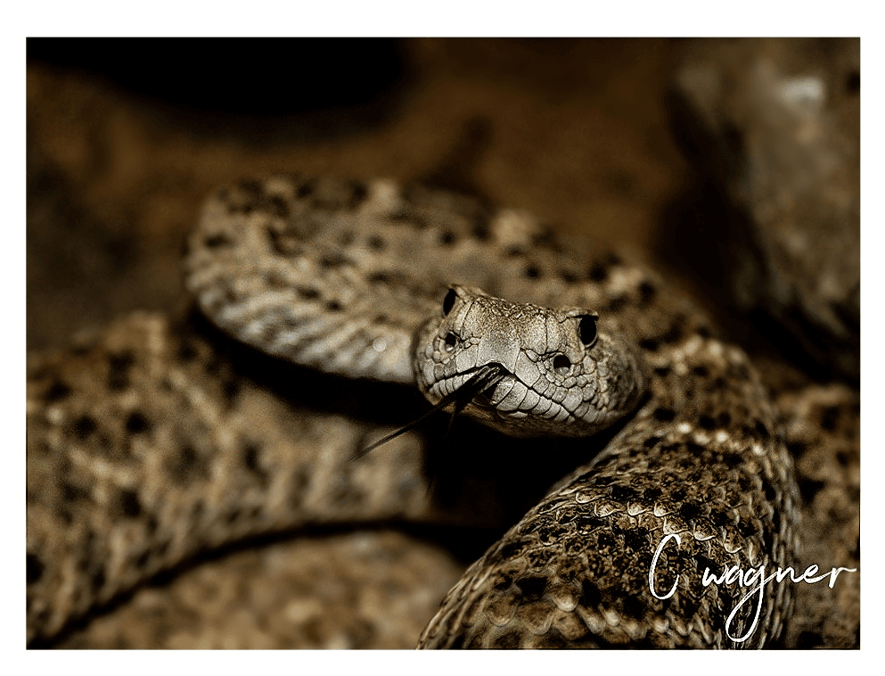 Chameleon Village Reptile Park - Image 1