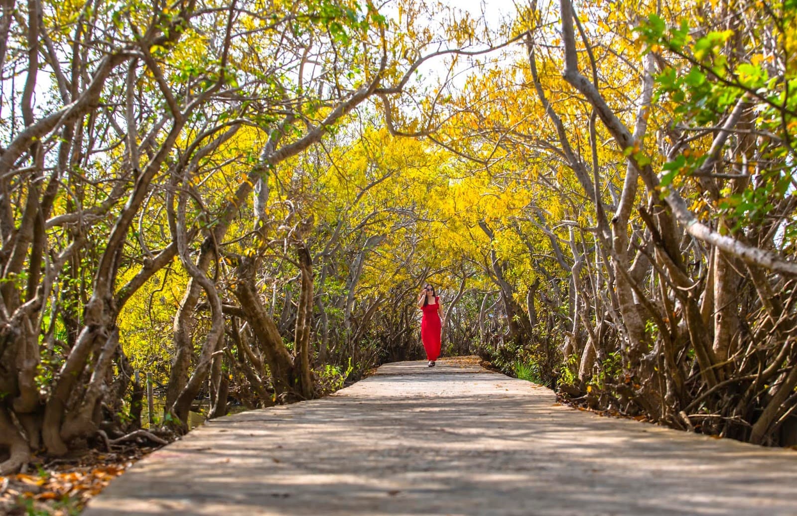 Ru Cha Mangrove - Image 1