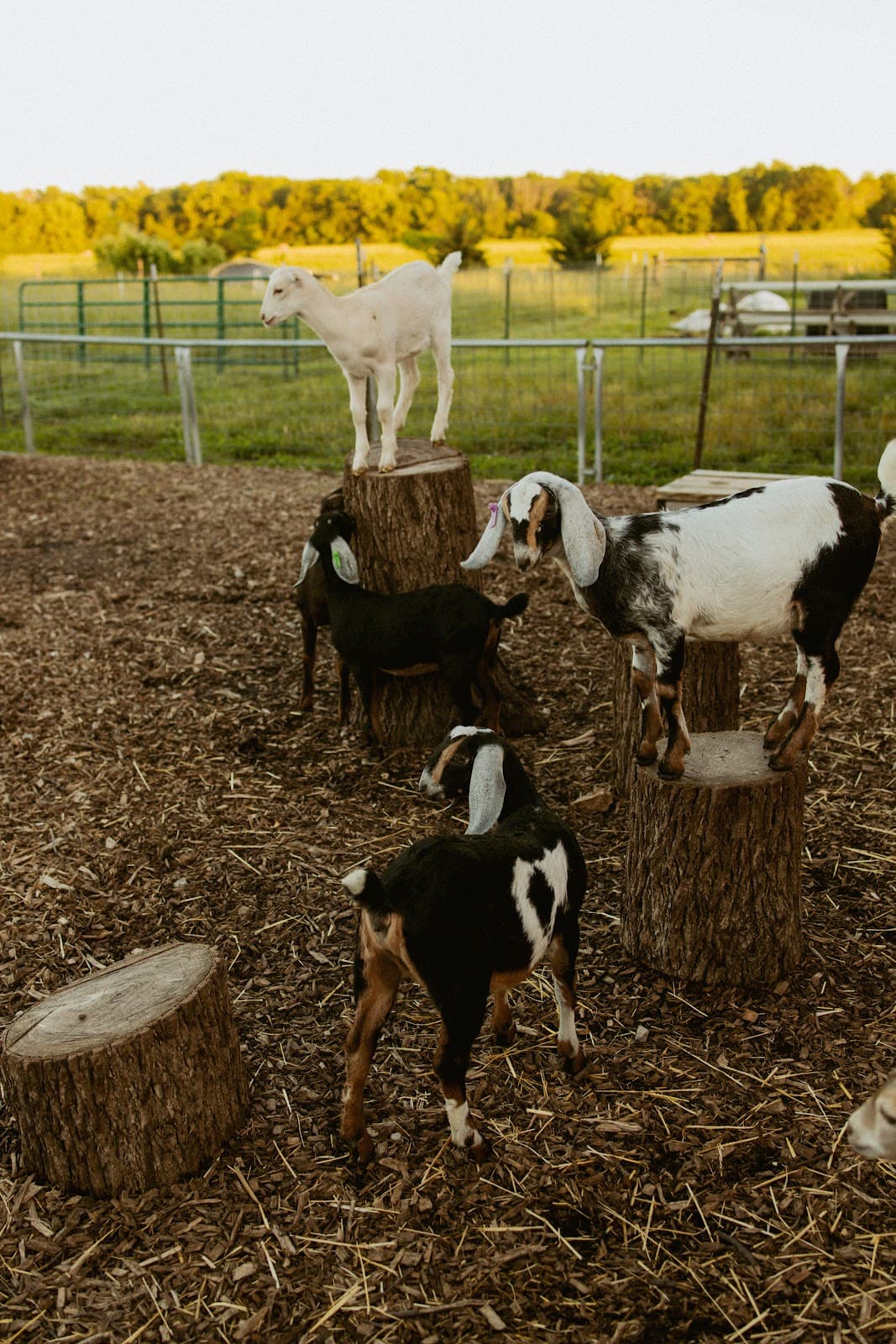 Prairie Fruits Farm & Creamery - Image 1