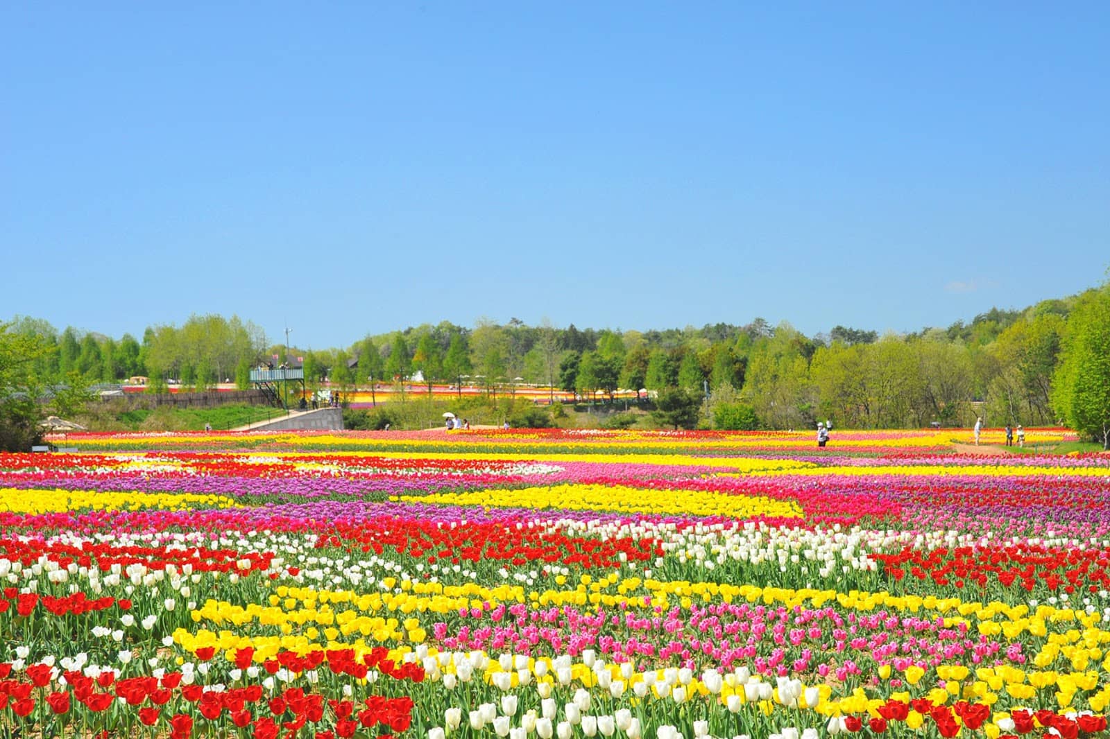 Pick Your Own Flowers