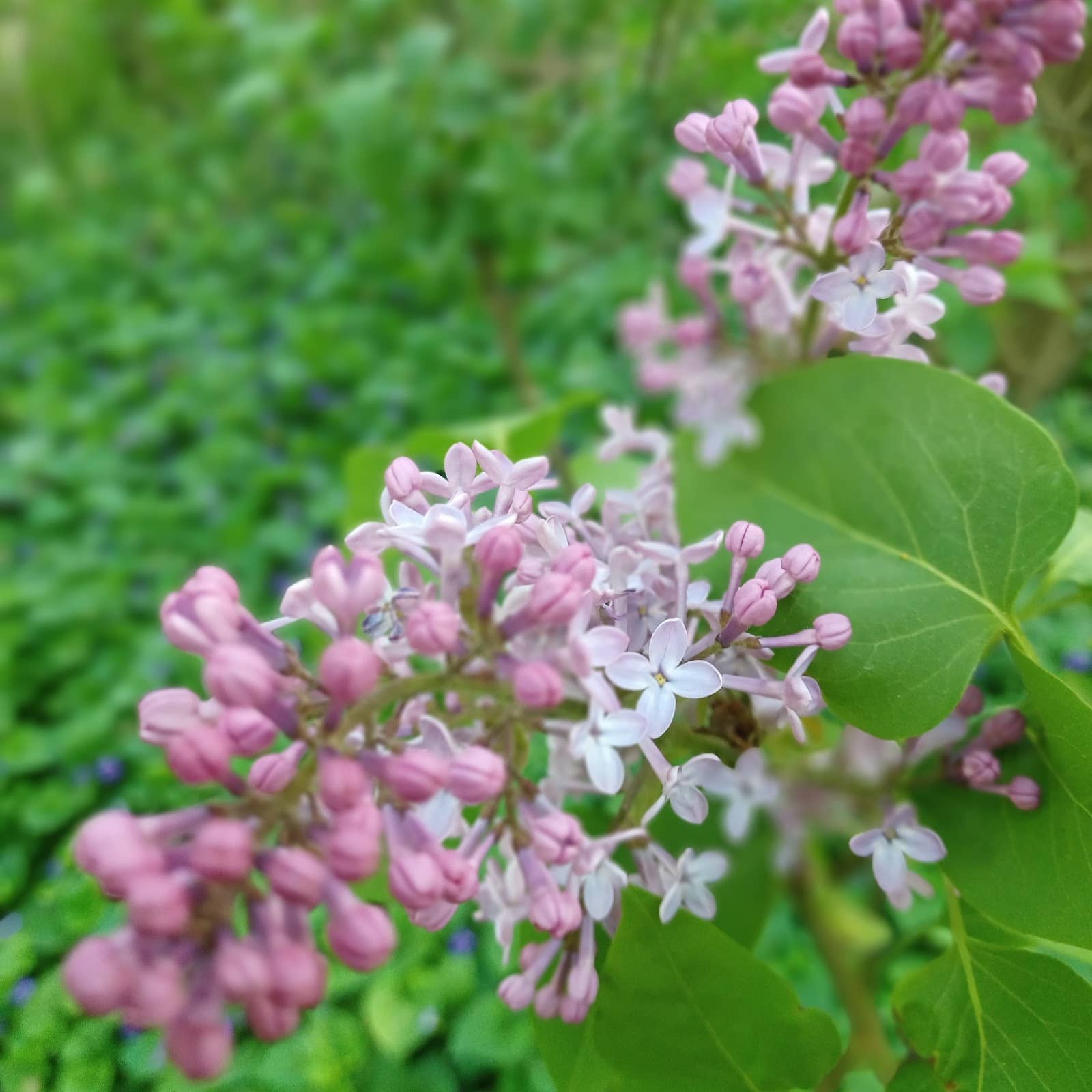 Local Culinary Scene