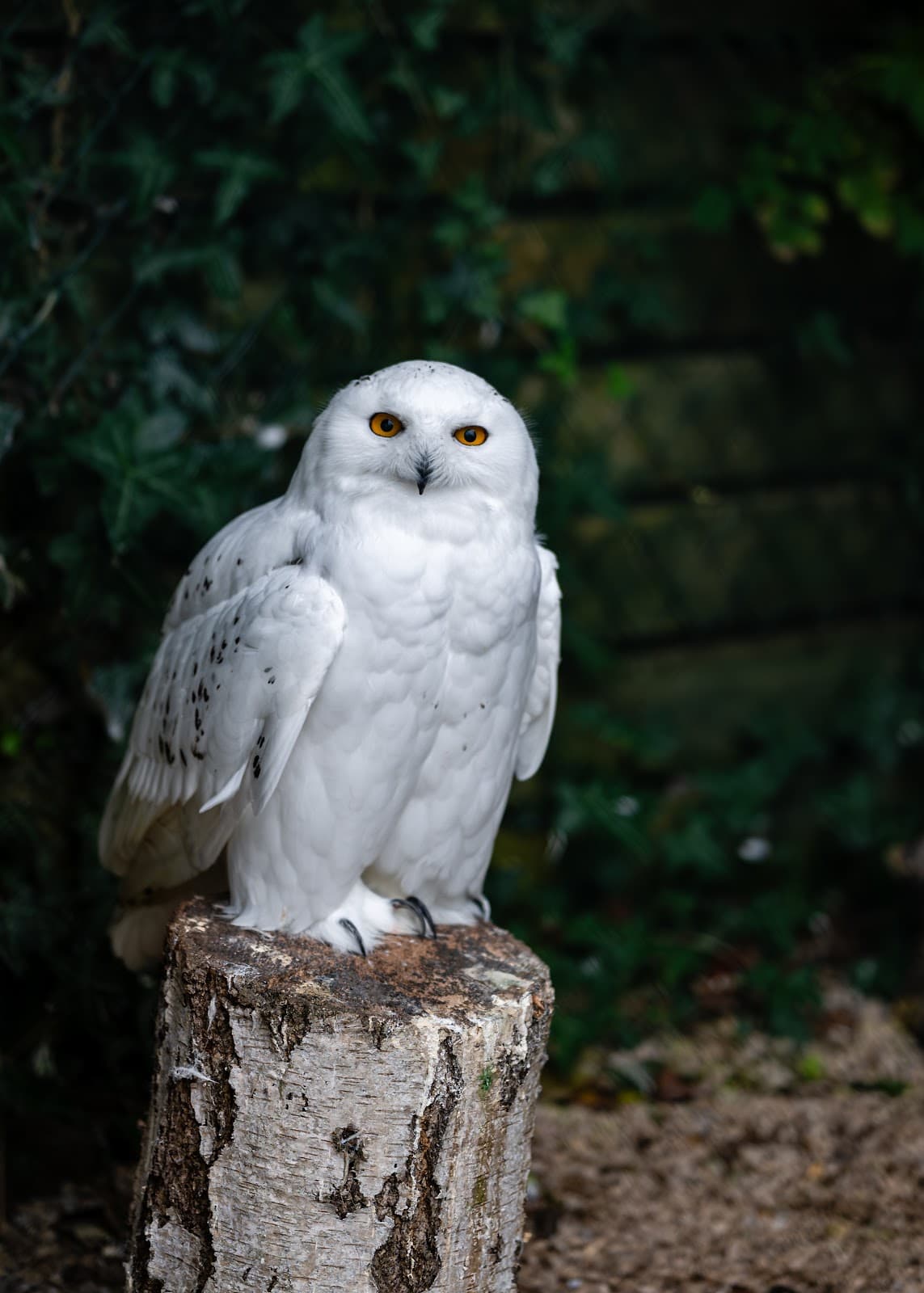 Bodafon Farm Park - Image 1